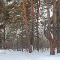 Смешанный лес. :: Kassen Kussulbaev