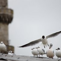 istanbul :: Selman Şentürk