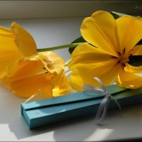 Желтые тюльпаны. :: Anna Gornostayeva