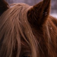 Лошадь :: Marianna Bolavneva
