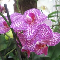 Орхидеи :: Джулия К.