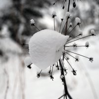 Снежный цветочек. :: Александр Рейтер