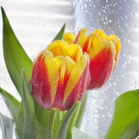 Ах,эти первые тюльпаны!! :: Полина Дюкарева