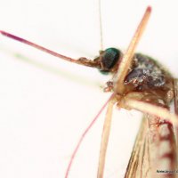 сетчатка комара :: Alexandr Gold 