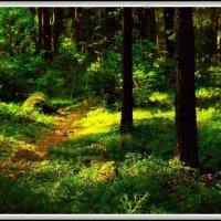 Утро в лесу :: Григорий Кучушев