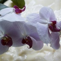 Орхидеи :: Aнна Зарубина