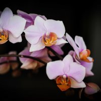 Орхидея :: Наталья Марченко