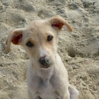 Пляжный щенок. :: Чария Зоя 