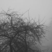 fog :: KOCMOC Belk 