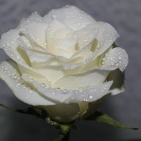 Белая роза :: Mariya laimite