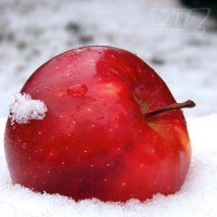 яблоко на снегу :: Юрий Захаров