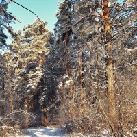 Зимний лес :: ayouko111 .