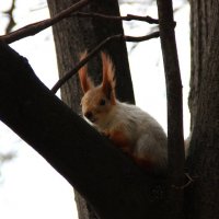 Spring Time :: Полина Воркачева