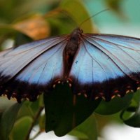 Бабочка :: оля san-alondra