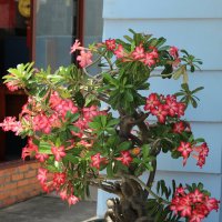 цветы Вьетнама :: Олеся 