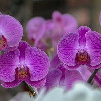 Орхидея :: Лариса Макарова