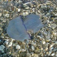 Голубая медуза :: Нина Корешкова
