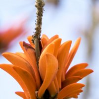 Коралловое дерево (Эритрина, Erythrina caffra) :: Александр Деревяшкин