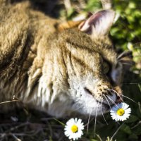 цветочек для кошки :: fatima 