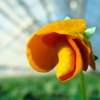 Viola cornuta  Rocky Tangerine :: laana laadas