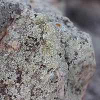 Живые камни забайкальской степи :: Марина Мишутина