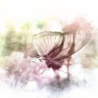 Butterfly :: Лара Leila