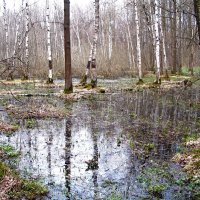 Вешние воды :: melnikofff Мельников