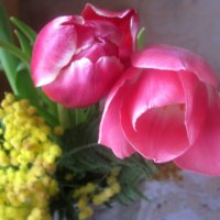Нежные тюльпаны :: Елена Семигина