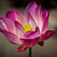 Тайский цветок. :: Лев Квитченко