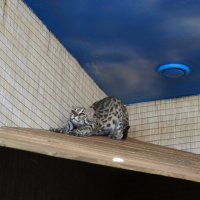 Азиатский леопардовый кот :: Елена Павлова (Смолова)