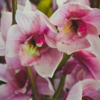 Орхидеи :: Ekat Grigoryeva
