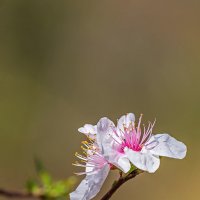 Весеннее настроение :: Александр Земляной