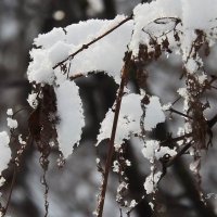 под снегом... :: Татьяна Бондаренко