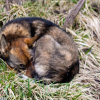 Чет весной не пахнет.... :: vcherkun 