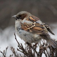 Воробушек очень близко, что все пёрышки видны :: Наталья Кочегарова