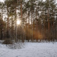 Весенний закат в лесу :: (A-Eagle) Андрей Орлов
