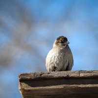 ПРОГУЛКА :: раф 