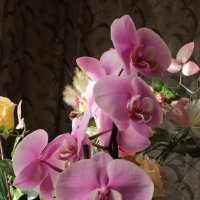 Орхидея :: Сергей 