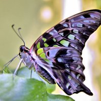 Бабочка :: Сергей Сёмин