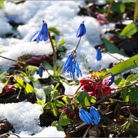 Цветы под снегом. :: Лев Колтыпин 