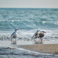 Чайки на берегу океана :: Елена Семёнова