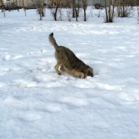 Про тех, кто мышкует... :: Natali 