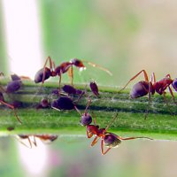 Про муравьёв... :: Михаил Болдырев 
