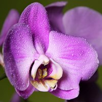 Орхидея :: Аркадий Краснояров