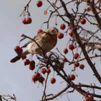 дрозд рябинник :: Илья 