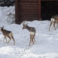 4552 :: Аркадий Лаптенко