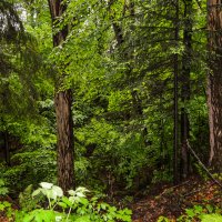 Шуми, шуми, зеленый лес! :: Чуб Андрей
