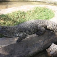 африканский крокодил :: сергеи шаманин