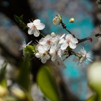 первый весенний цвет этого года :: Елена Мартынова