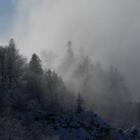 Туман в лесу :: Медведев Сергей 